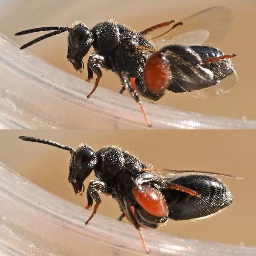 Réf. 340 586 : Hybothoracini inconnu